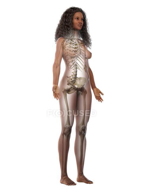 Squelette femelle en silhouette transparente sur fond blanc, illustration informatique . — Photo de stock
