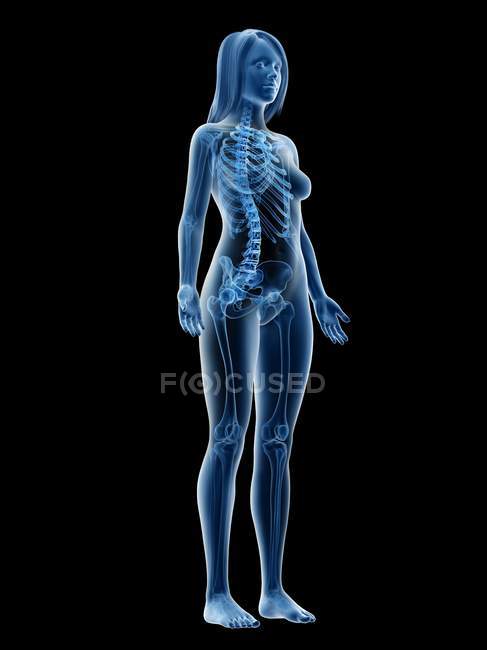 Жіночий скелет у прозорому силуеті тіла на чорному тлі, комп'ютерна ілюстрація . — стокове фото