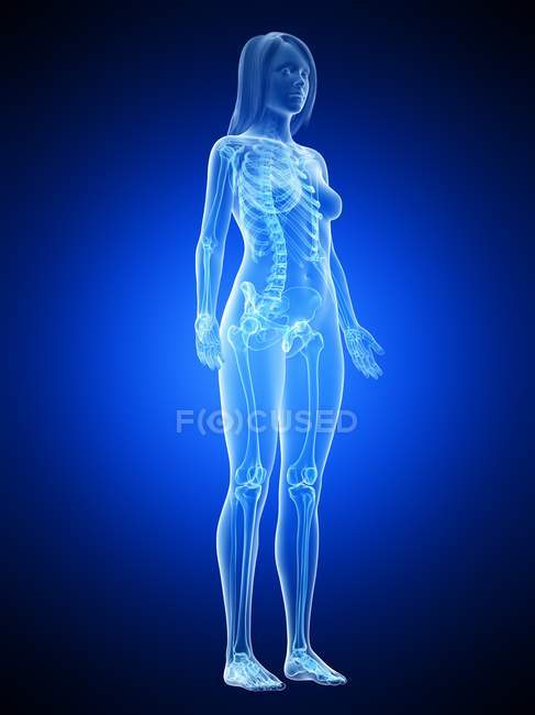Esqueleto femenino en silueta de cuerpo transparente sobre fondo azul, ilustración por ordenador
. - foto de stock