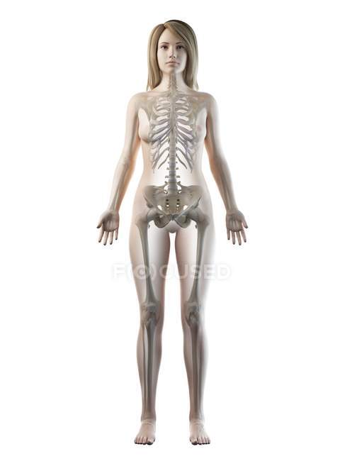 Видимий скелет у силуеті жіночого тіла спереду, комп'ютерна ілюстрація . — стокове фото