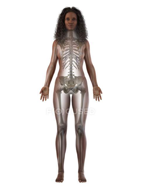 Видимый скелет в женском силуэте тела спереди, компьютерная иллюстрация . — стоковое фото