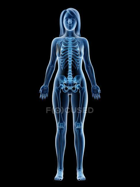 Esqueleto visible en silueta de cuerpo femenino sobre fondo negro, ilustración por ordenador . - foto de stock