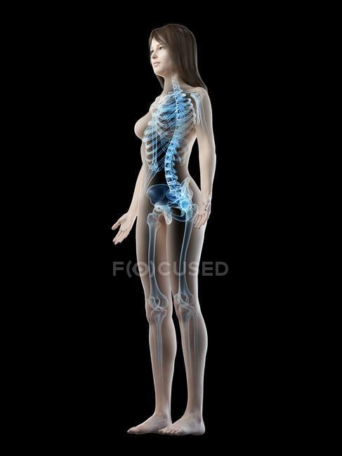Esqueleto visible en silueta de cuerpo femenino sobre fondo negro, ilustración por ordenador
. - foto de stock