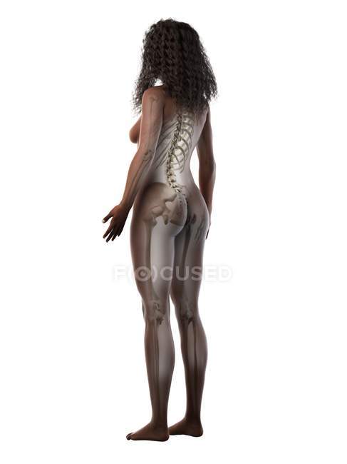 Squelette visible dans la silhouette du corps féminin sur fond blanc, illustration informatique . — Photo de stock