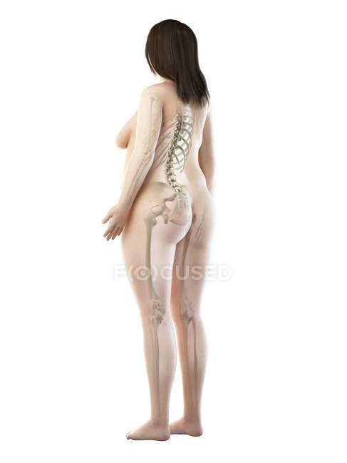 Esqueleto visible en silueta de cuerpo femenino sobre fondo blanco, ilustración por ordenador . - foto de stock