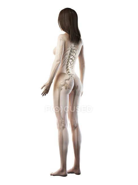 Visible skeleton in female body silhouette on white background, computer illustration. — Stock Photo