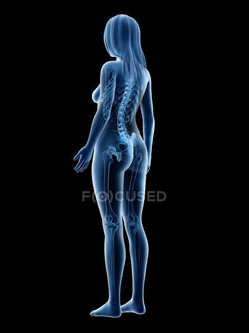 Esqueleto visible en silueta de cuerpo femenino sobre fondo negro, ilustración por ordenador
. — Stock Photo