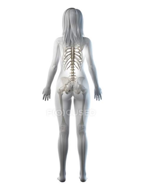 Squelette visible dans la silhouette du corps féminin en vue arrière, illustration par ordinateur . — Photo de stock