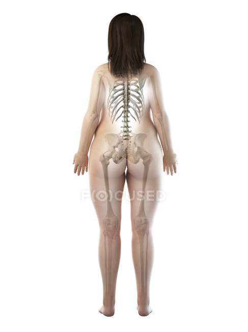 Esqueleto visible en silueta de cuerpo femenino obeso en vista trasera, ilustración por computadora . - foto de stock