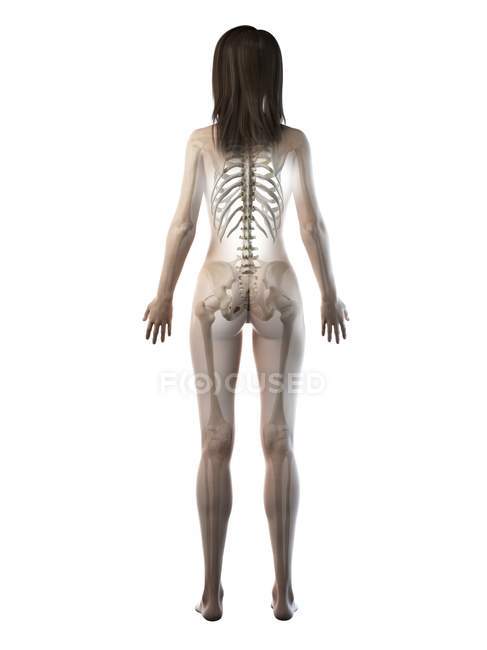Esqueleto visible en silueta de cuerpo femenino en vista trasera, ilustración por computadora
. - foto de stock