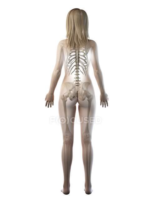 Scheletro visibile nella silhouette del corpo femminile nella vista posteriore, illustrazione del computer . — Foto stock