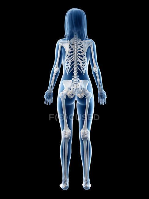 Esqueleto visible en silueta de cuerpo femenino en vista trasera, ilustración por computadora
. - foto de stock