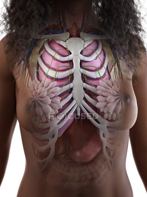 Anatomia do tórax feminino com esqueleto e órgãos internos, ilustração computacional
. — Fotografia de Stock