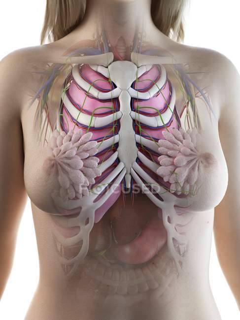 Anatomia toracica femminile con scheletro e organi interni, illustrazione al computer . — Foto stock