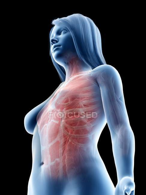 Músculos de la parte superior del cuerpo femenino, vista de ángulo bajo, ilustración por computadora - foto de stock
