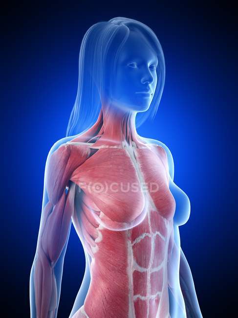 Female upper body musculature, computer illustration. — Stock Photo
