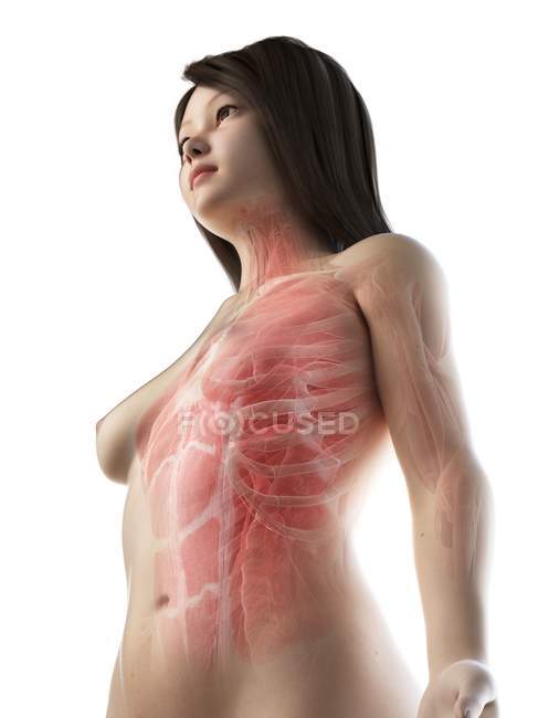 Musculatura da parte superior do corpo feminina, ilustração computacional . — Fotografia de Stock