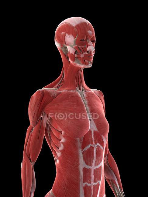 Muscolatura della parte superiore del corpo femminile, illustrazione del computer . — Foto stock