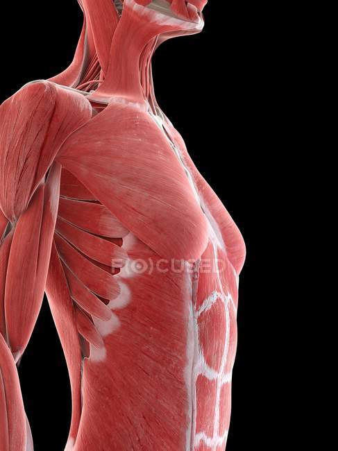 Мышцы верхней части тела женщины, компьютерная иллюстрация . — стоковое фото