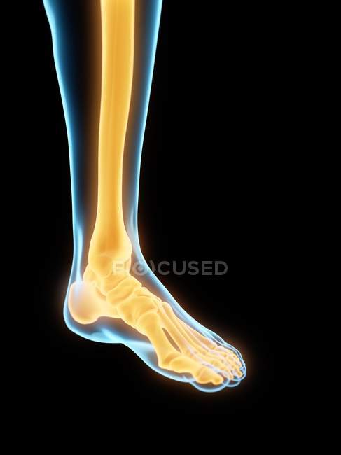Huesos de pie humanos resaltados, ilustración por computadora
. — Stock Photo