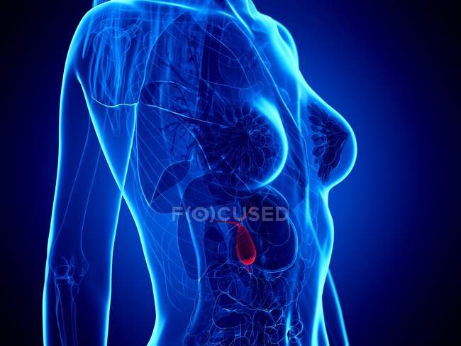 Vesícula biliar de cor vermelha na silhueta do corpo feminino em fundo azul, ilustração digital . — Fotografia de Stock
