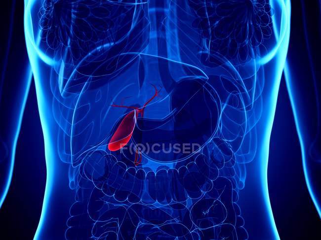 Red colored gallbladder in female body silhouette on blue background, digital illustration. — Stock Photo