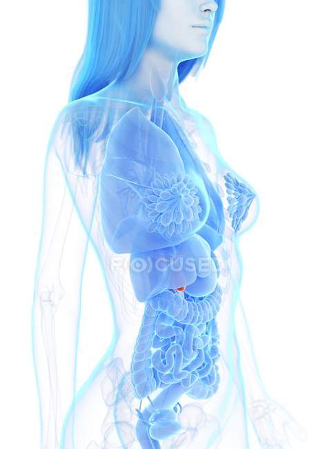 Vesícula biliar de color rojo en silueta de cuerpo femenino sobre fondo blanco, ilustración digital . - foto de stock