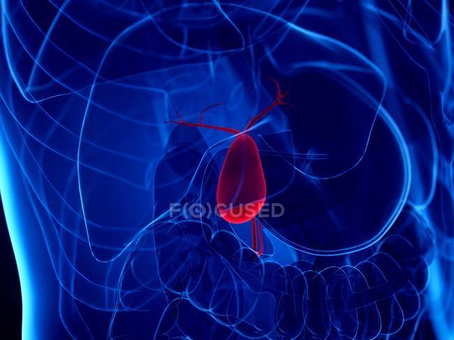 Vesícula biliar de color rojo en silueta de cuerpo femenino sobre fondo azul, ilustración digital . - foto de stock