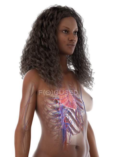 Silueta femenina que muestra anatomía del corazón, ilustración por computadora
. - foto de stock