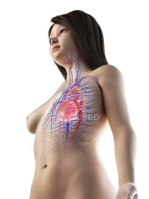 Weiblicher Körper mit sichtbarem Herz und Gefäßsystem, digitale Illustration — Stockfoto