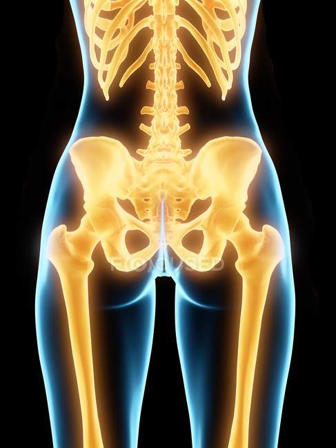 Підсвічені кістки стегон людини, комп'ютерна ілюстрація . — стокове фото