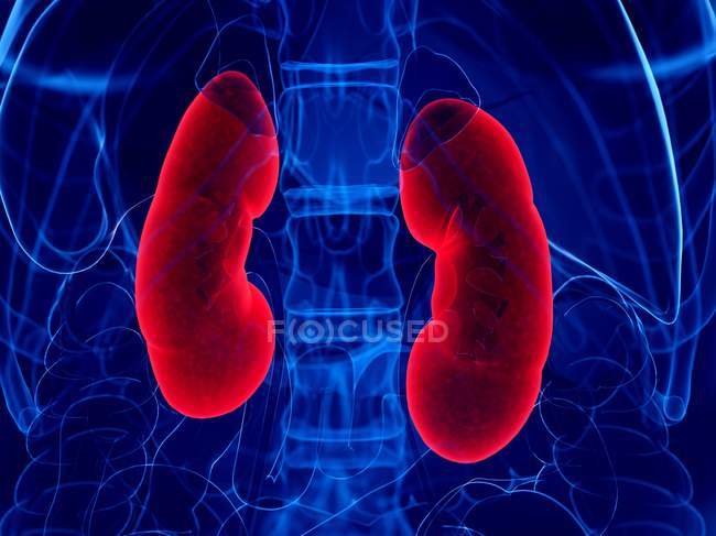 Red colored kidneys in abstract human body, digital illustration. — Stock Photo