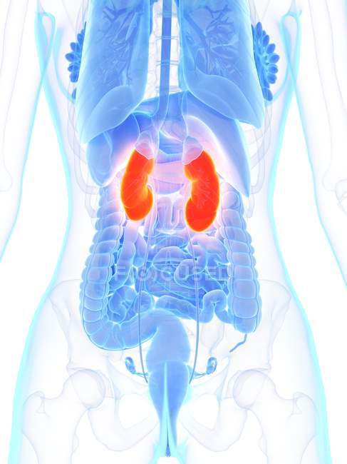 Orange kidneys in abstract female body, computer illustration. — Stock Photo