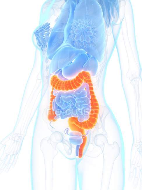 Женская анатомия с оранжевым цветом толстой кишки, цифровая иллюстрация
. — стоковое фото