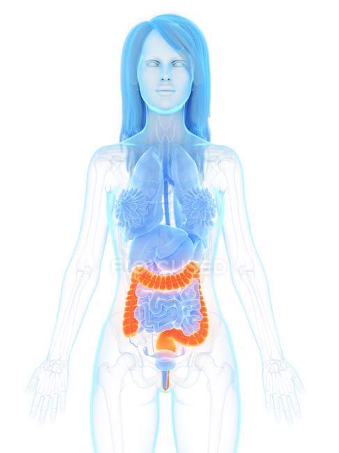 Female anatomy with orange colored large intestine, digital illustration. — Stock Photo
