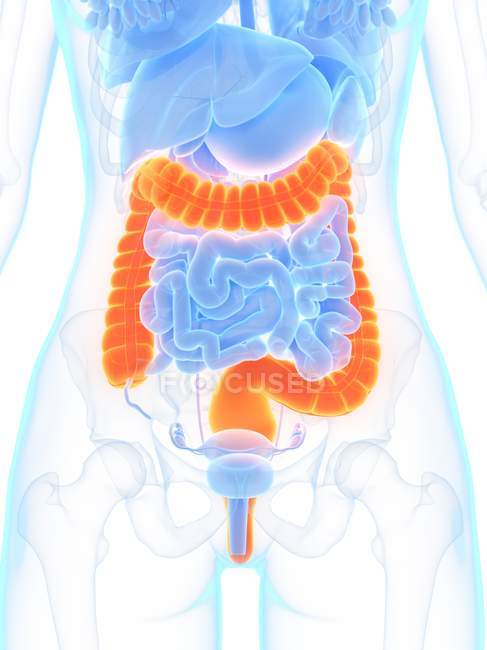 Anatomie féminine avec gros intestin de couleur orange, illustration numérique . — Photo de stock