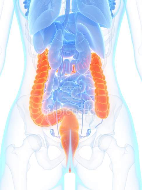 Anatomie féminine avec gros intestin de couleur orange, illustration numérique . — Photo de stock