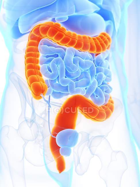 Anatomía masculina con intestino grueso de color naranja, ilustración digital
. - foto de stock