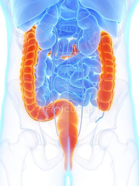 Male anatomy with orange colored large intestine, digital illustration. — Stock Photo