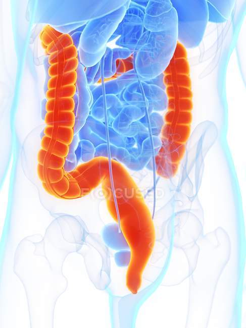 Male anatomy with orange colored large intestine, digital illustration. — Stock Photo