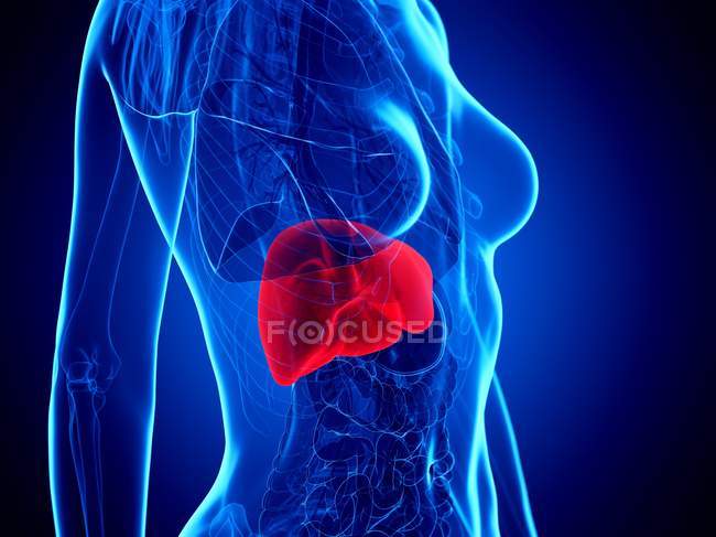 Illustrazione 3d del corpo femminile con fegato rosso, illustrazione del computer . — Foto stock