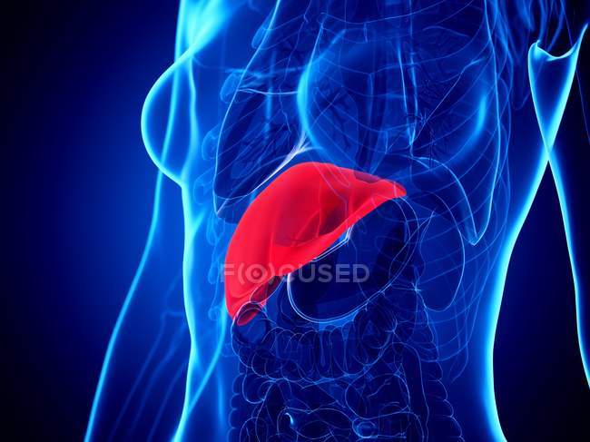 3d ілюстрація жіночого тіла з червоною печінкою, комп'ютерна ілюстрація . — стокове фото
