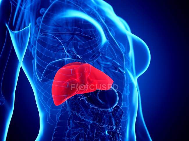 3d ilustración del cuerpo femenino con hígado rojo, ilustración por computadora . - foto de stock