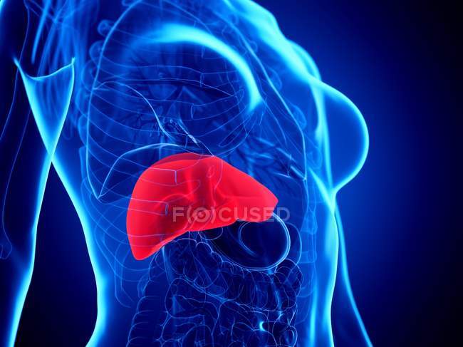 3d illustration of female body with red liver, computer illustration. — Stock Photo