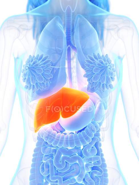 Жіноча анатомія з зображенням печінки оранжевого кольору, комп'ютерна ілюстрація. — стокове фото