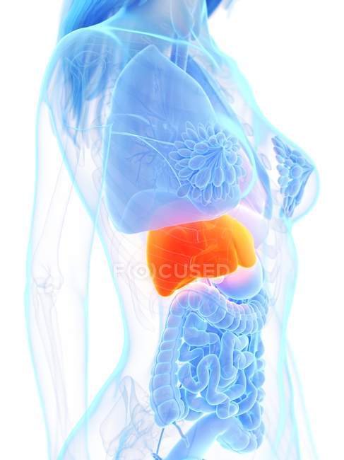Female anatomy showing orange colored liver, computer illustration. — Stock Photo