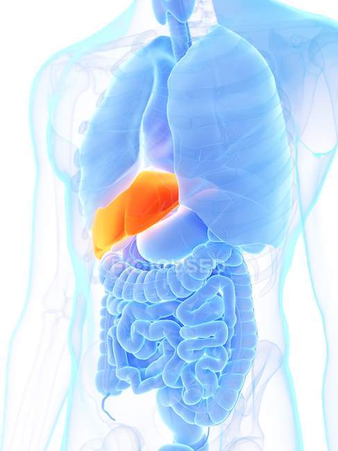 Anatomia maschile mostrando fegato di colore arancione, illustrazione al computer . — Foto stock