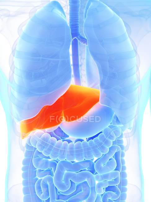 Anatomía masculina que muestra hígado de color naranja, ilustración por computadora . - foto de stock