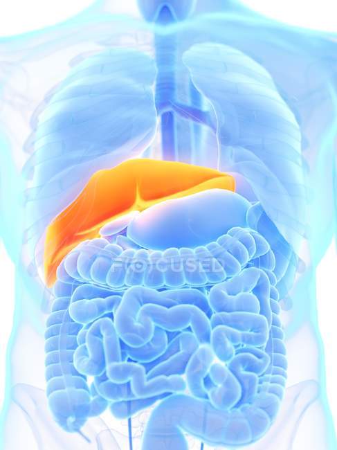 Чоловіча анатомія з помаранчевою печінкою, комп'ютерна ілюстрація. — стокове фото