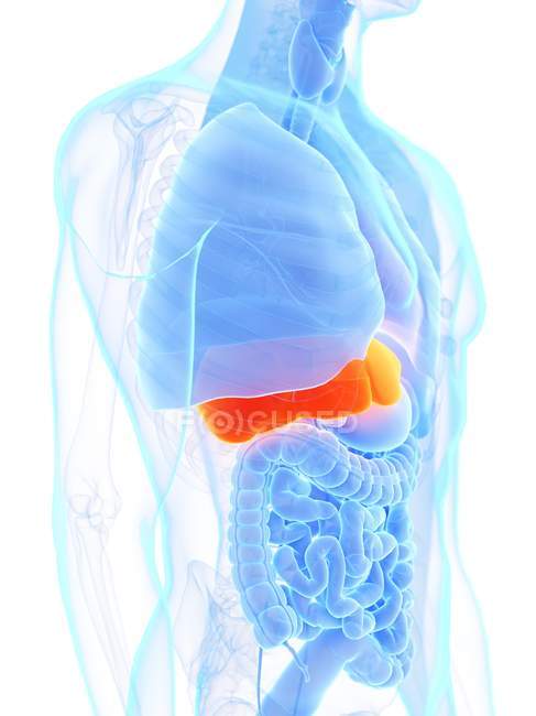 Чоловіча анатомія з помаранчевою печінкою, комп'ютерна ілюстрація. — стокове фото